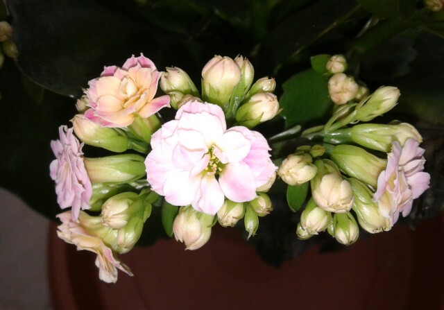 Name:  20130228_101122-1.jpg
Views: 2163
Size:  65.4 KB
