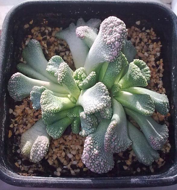 Name:  titanopsis.jpg
Views: 1244
Size:  72.9 KB