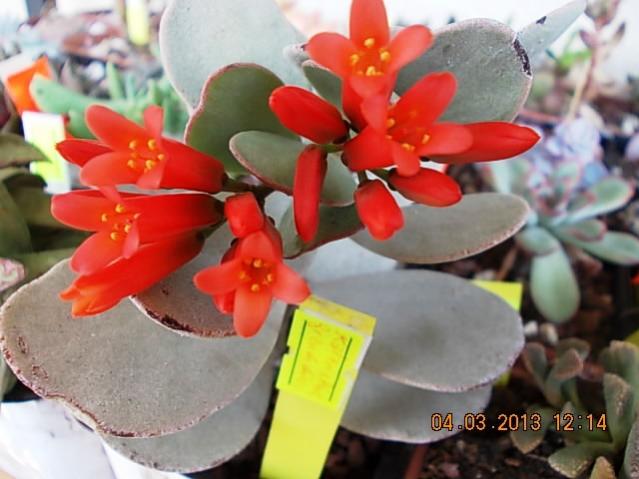 Name:  DSCN0684.jpg
Views: 1269
Size:  41.5 KB