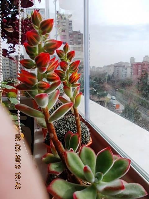 Name:  DSCN0649.jpg
Views: 1359
Size:  47.8 KB