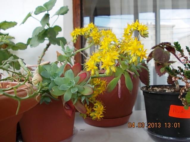 Name:  DSCN0687.jpg
Views: 1281
Size:  44.6 KB