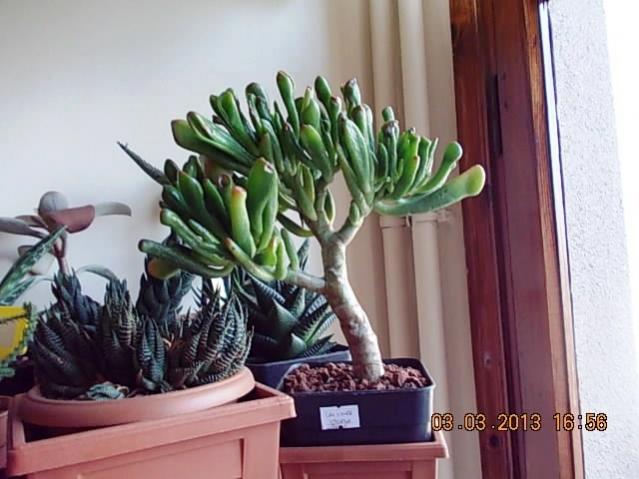 Name:  DSCN0674.jpg
Views: 1313
Size:  44.9 KB