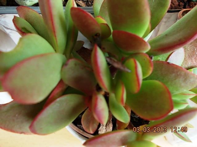 Name:  DSCN0653.jpg
Views: 1299
Size:  35.2 KB