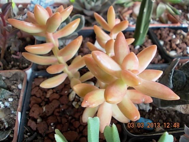 Name:  DSCN0651.jpg
Views: 1242
Size:  47.7 KB