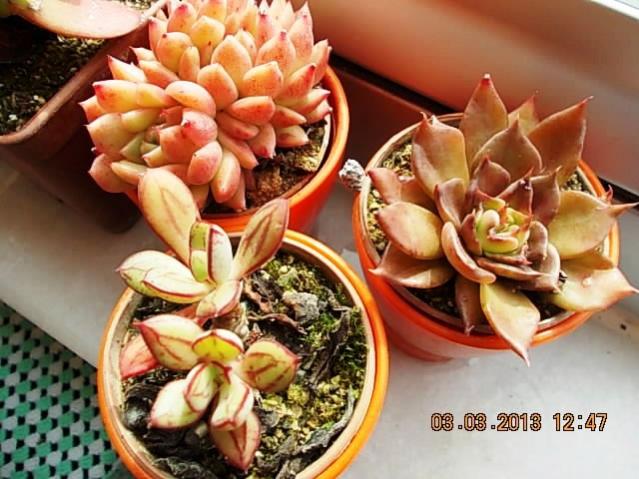 Name:  DSCN0648.jpg
Views: 1290
Size:  55.8 KB