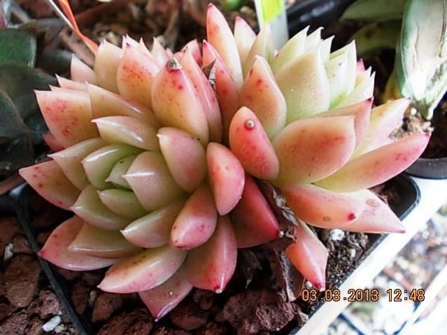 Name:  DSCN0650.jpg
Views: 1215
Size:  47.9 KB