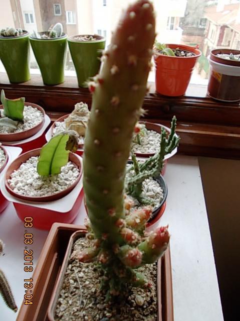 Name:  DSCN0669.jpg
Views: 1181
Size:  48.9 KB