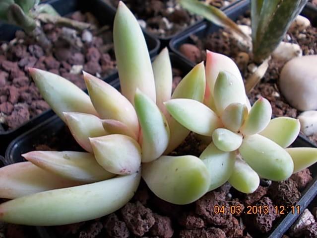 Name:  DSCN0679.jpg
Views: 1177
Size:  43.6 KB