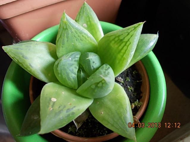 Name:  DSCN0680.jpg
Views: 1143
Size:  35.2 KB