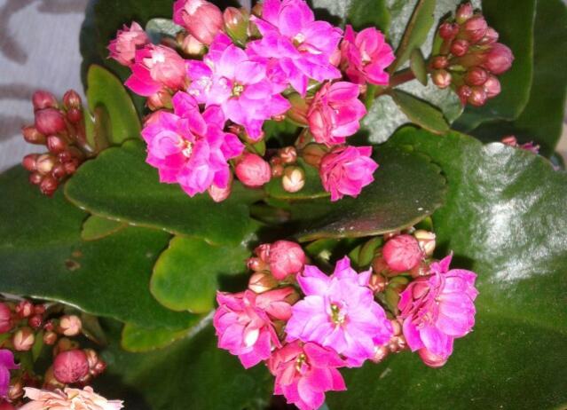 Name:  20130306_092309-1.jpg
Views: 5031
Size:  52.3 KB