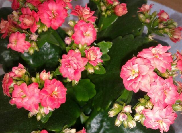Name:  20130306_092438-1.jpg
Views: 4557
Size:  52.6 KB