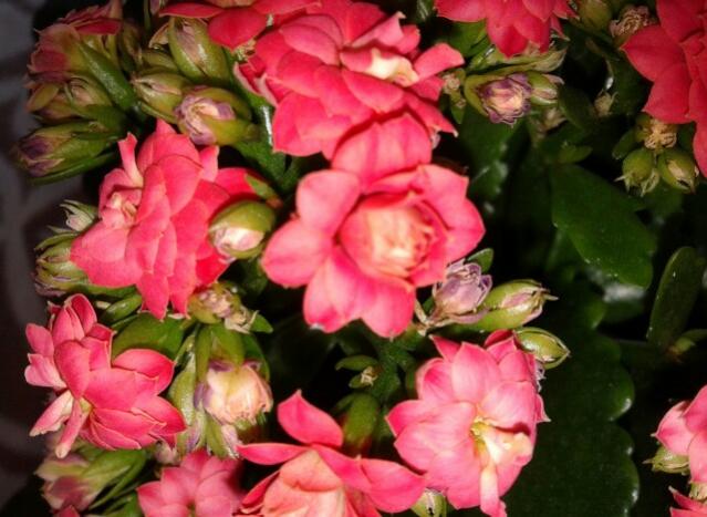 Name:  20130306_092455-1.jpg
Views: 2772
Size:  49.6 KB