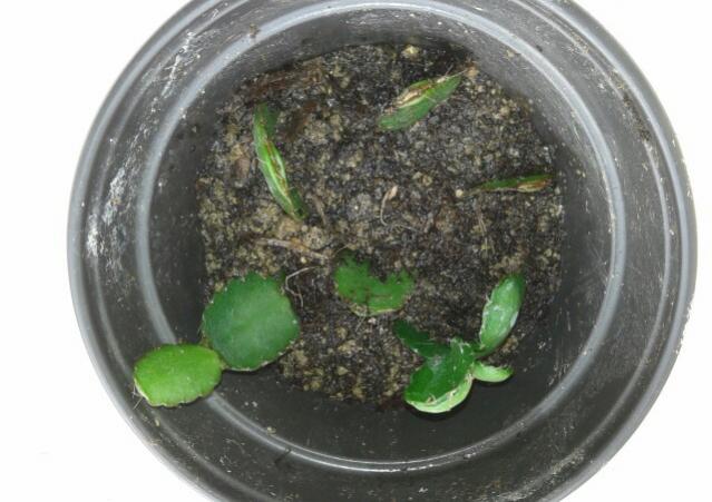 Name:  20130309_145748-2.jpg
Views: 2196
Size:  43.8 KB