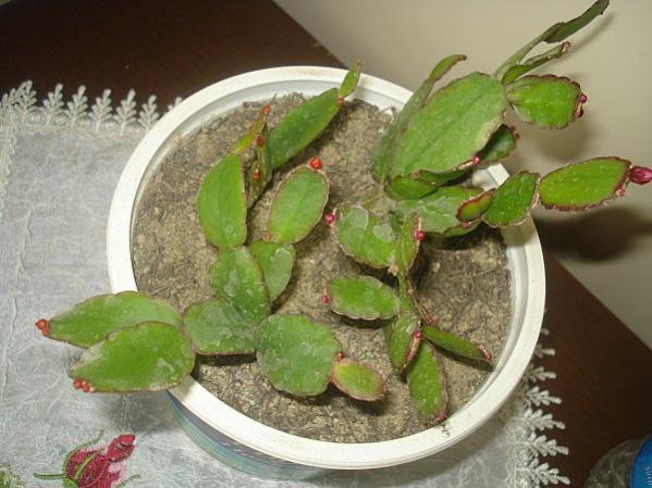 Name:  DSC00123.jpg
Views: 1399
Size:  46.0 KB