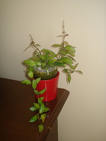 Name:  DSC00049.jpg
Views: 1353
Size:  19.4 KB