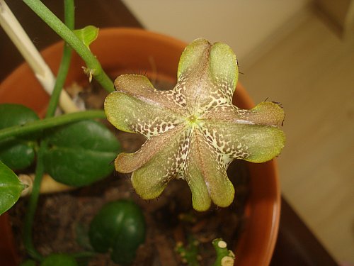 Name:  DSC00015.jpg
Views: 1384
Size:  32.9 KB