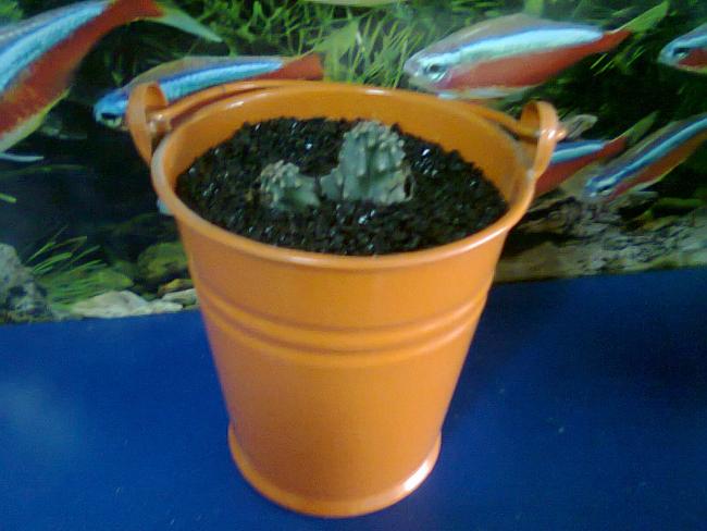 Name:  KAKTS 1.jpg
Views: 1332
Size:  40.1 KB