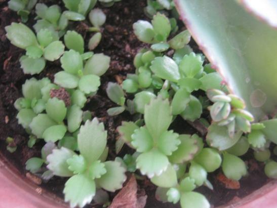 Name:  kalanchoe daigremontiana yavrular.jpg
Views: 1624
Size:  31.1 KB