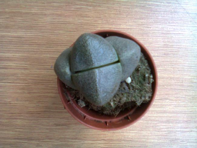 Name:  lithops.jpg
Views: 1404
Size:  44.9 KB