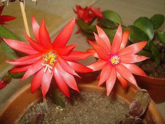 Name:  DSC00239.jpg
Views: 1510
Size:  65.1 KB