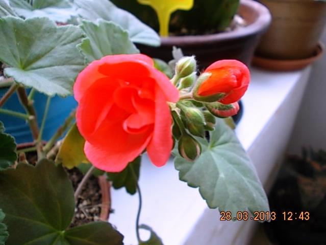 Name:  DSCN0732.jpg
Views: 1049
Size:  35.0 KB