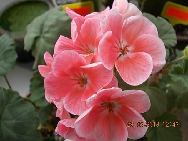 Name:  DSCN0731.jpg
Views: 1670
Size:  35.4 KB