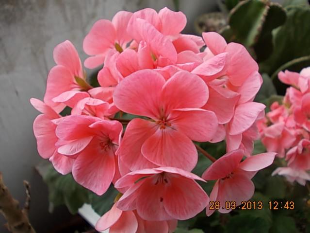 Name:  DSCN0730.jpg
Views: 1060
Size:  37.5 KB