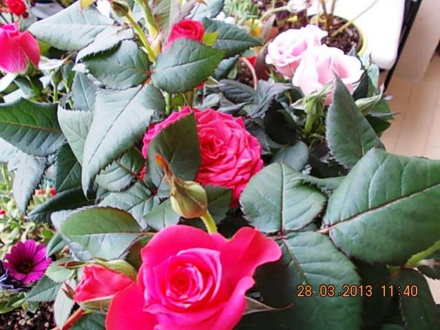 Name:  DSCN0718.jpg
Views: 1090
Size:  56.9 KB
