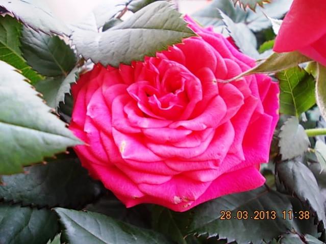 Name:  DSCN0709.jpg
Views: 1017
Size:  46.4 KB