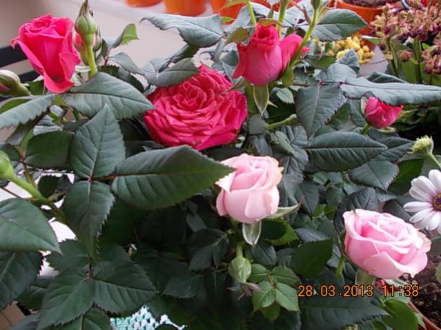 Name:  DSCN0708.jpg
Views: 1071
Size:  55.9 KB