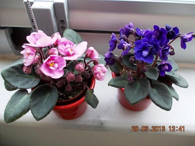 Name:  DSCN0729.jpg
Views: 1062
Size:  41.6 KB