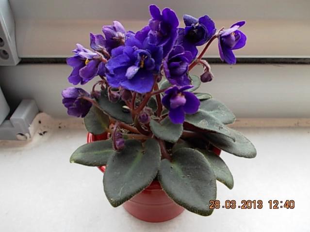 Name:  DSCN0728.jpg
Views: 1067
Size:  34.6 KB