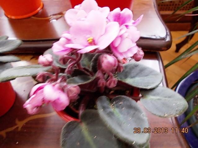 Name:  DSCN0719.jpg
Views: 1049
Size:  40.5 KB