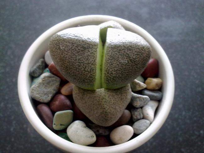 Name:  Lithops.jpg
Views: 1374
Size:  36.8 KB