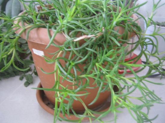 Name:  delosperma cooperi.jpg
Views: 1368
Size:  38.0 KB
