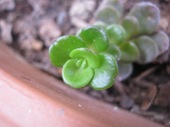 Name:  sedum m..jpg
Views: 2326
Size:  64.6 KB