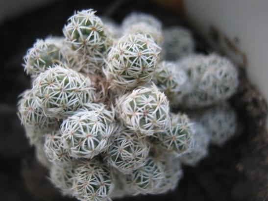 Name:  mammillaria gracilis.jpg
Views: 2368
Size:  30.5 KB