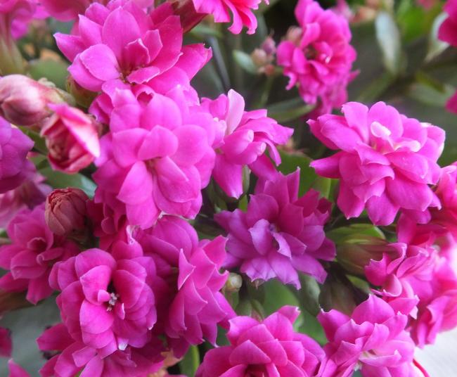 Name:  DSCF0123.jpg
Views: 1954
Size:  54.2 KB
