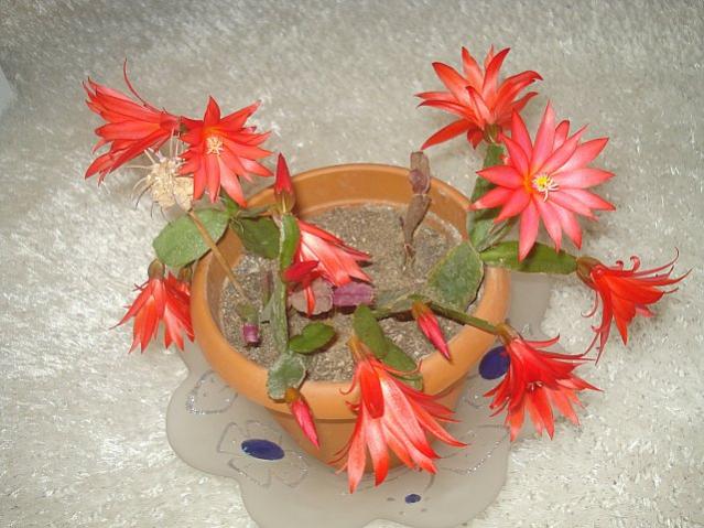 Name:  DSC00411.jpg
Views: 1660
Size:  54.2 KB