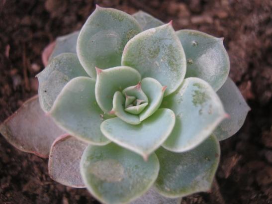 Name:  echeveria.jpg
Views: 1801
Size:  27.0 KB