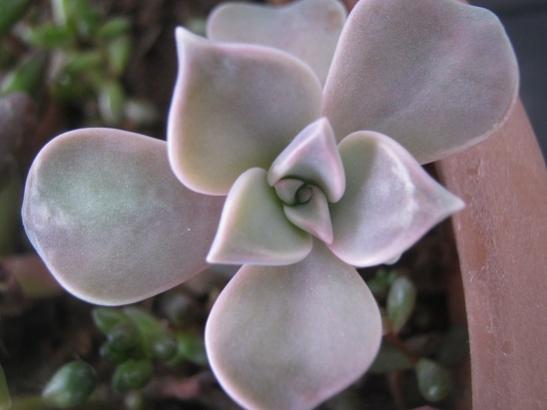 Name:  graptopetalum.jpg
Views: 1786
Size:  23.0 KB