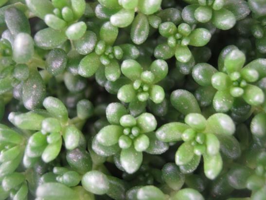 Name:  sedum album.jpg
Views: 1754
Size:  35.7 KB