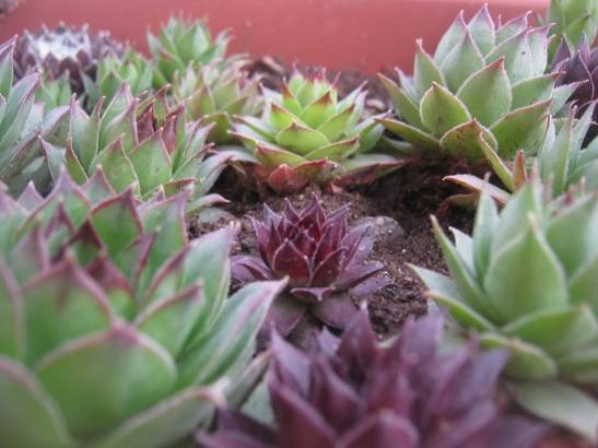 Name:  sempervivum.jpg
Views: 1779
Size:  34.2 KB