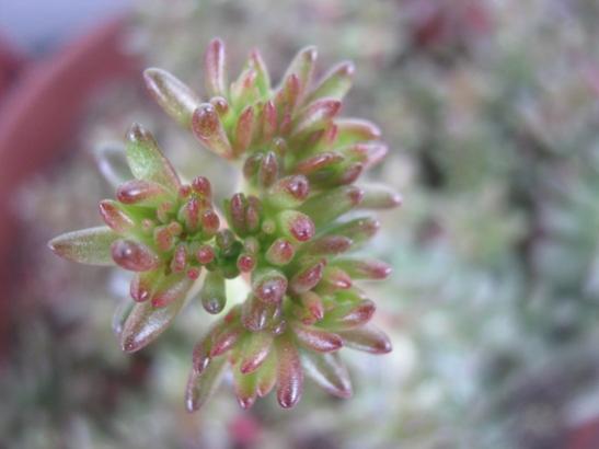 Name:  sedum rubrotinctum.jpg
Views: 1805
Size:  23.0 KB