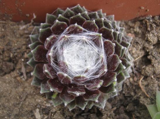Name:  sempervivum.jpg
Views: 2041
Size:  41.6 KB
