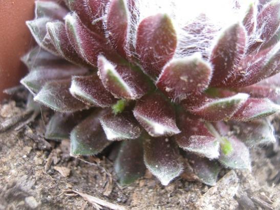 Name:  sempervivum1.jpg
Views: 1992
Size:  45.9 KB