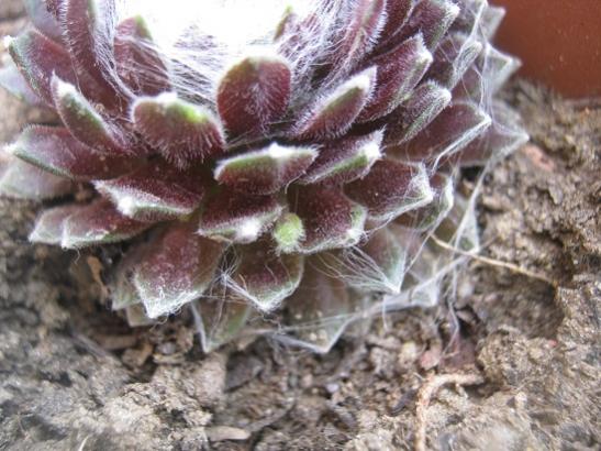Name:  sempervivum2.jpg
Views: 2081
Size:  48.3 KB