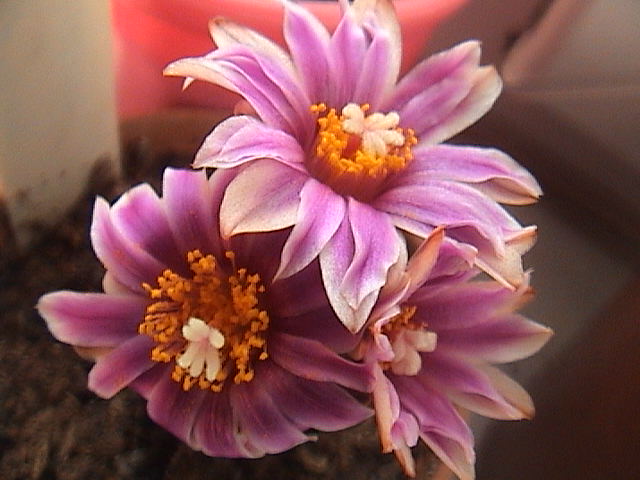Name:  DSC00678.JPG
Views: 503
Size:  57.9 KB