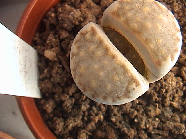 Name:  DSC00680.JPG
Views: 508
Size:  59.5 KB