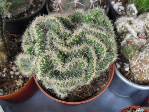 Name:  Opuntia.jpg
Views: 1048
Size:  57.4 KB